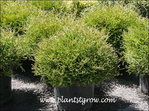 Mr Bowling Ball Arborvitae (Thuja occidentalis)
Nice slow growing dwarf globular Arborvitae.